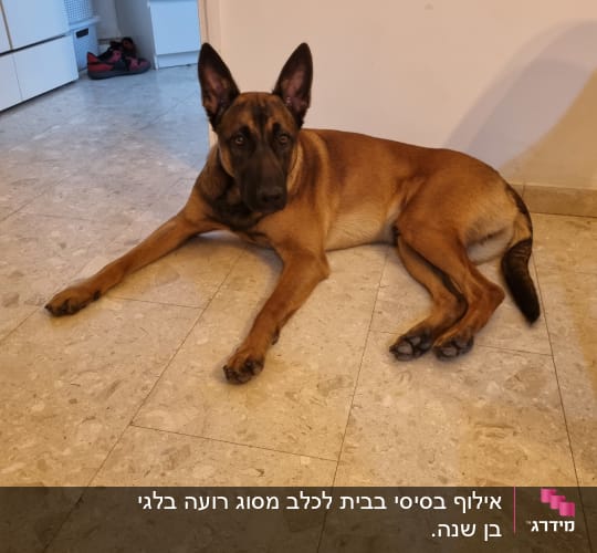 כלב שוכב על רצפה בבית